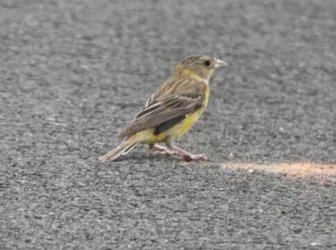 Image of Black-headed Bunting