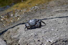 Image of marbled rock crab