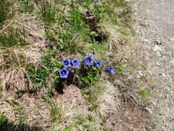 Image of Stemless Gentian