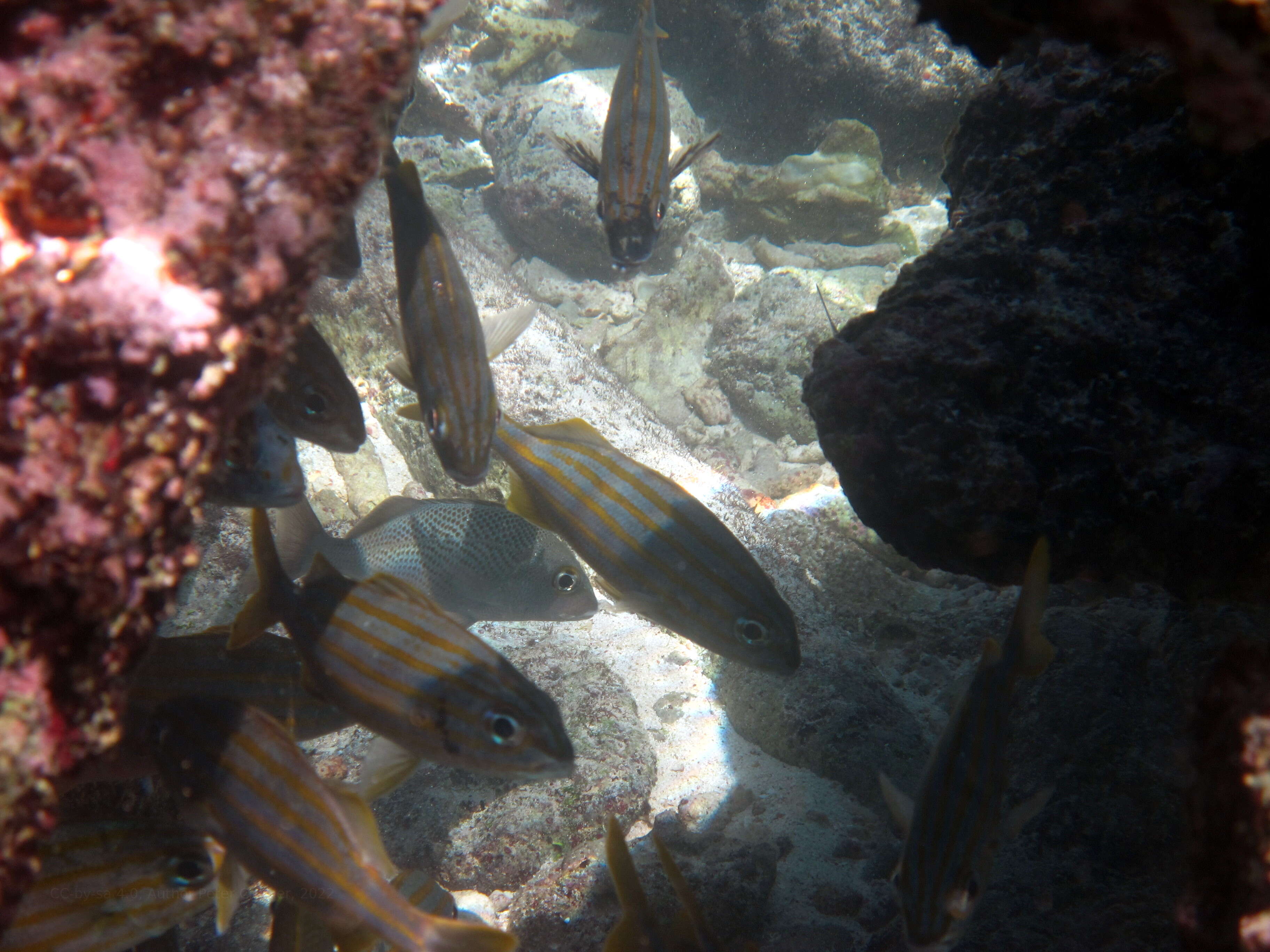 Image of Smallmouth Grunt