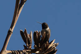 Image of Black-chinned Hummingbird