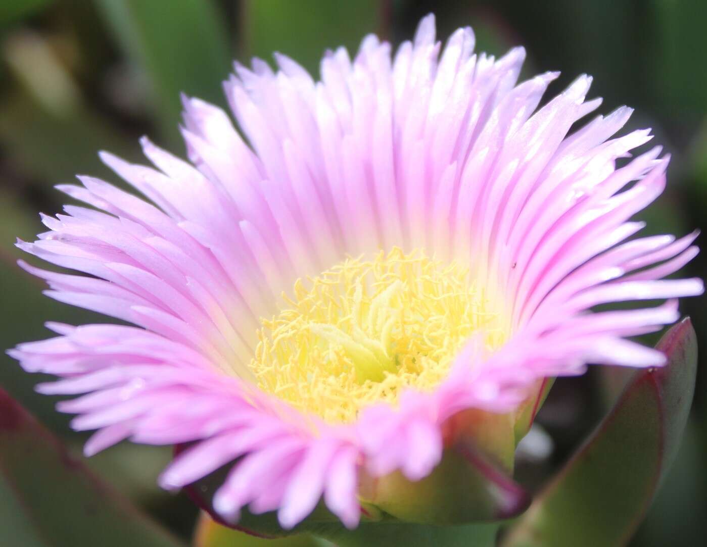 Image of Carpobrotus mellei (L. Bol.) L. Bol.