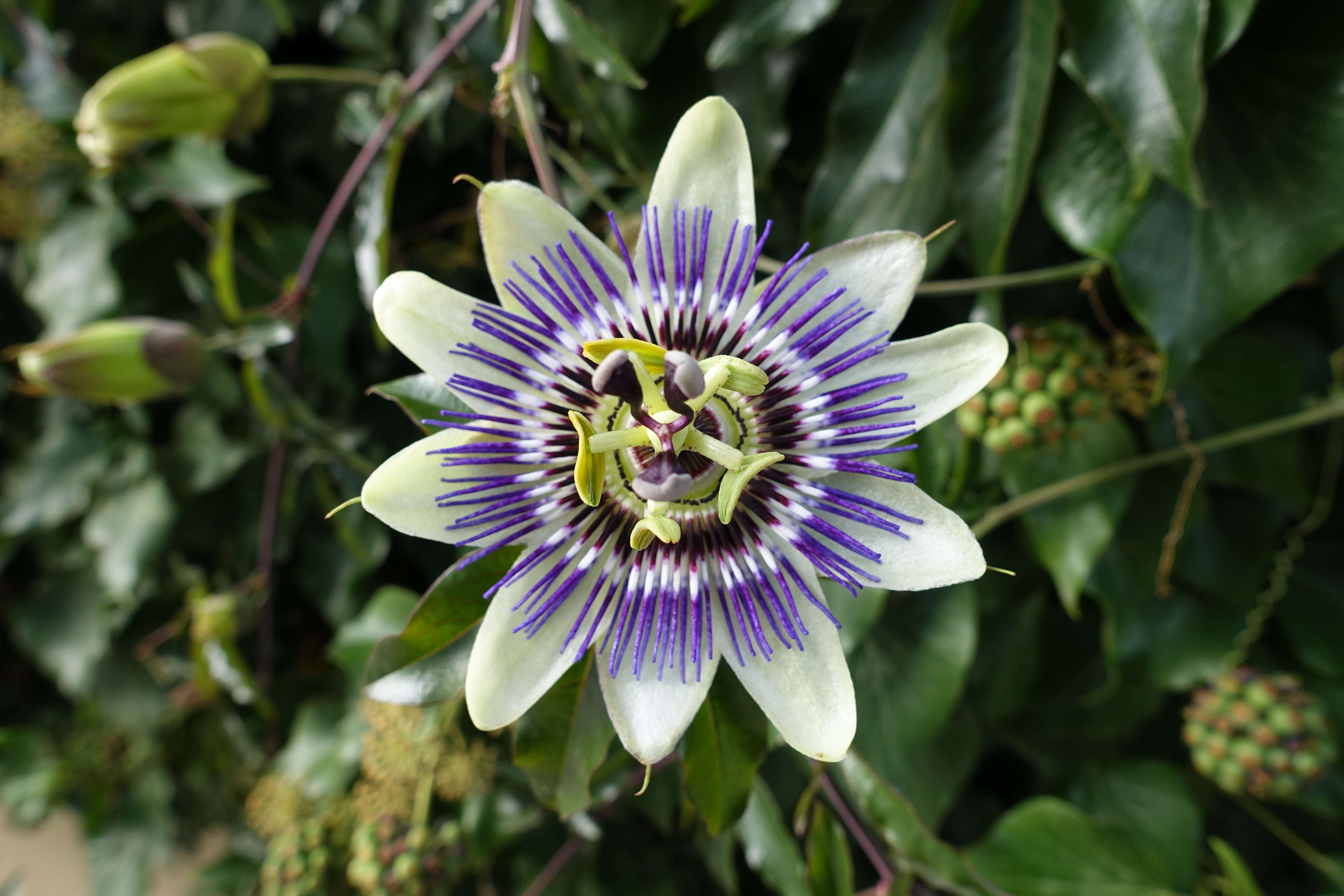 Image of Blue Passion Flower