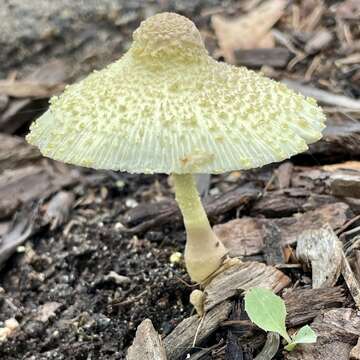 Image of Leucocoprinus