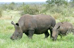 Image of Grass Rhinoceros