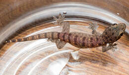 Image of Common Four-clawed Gecko