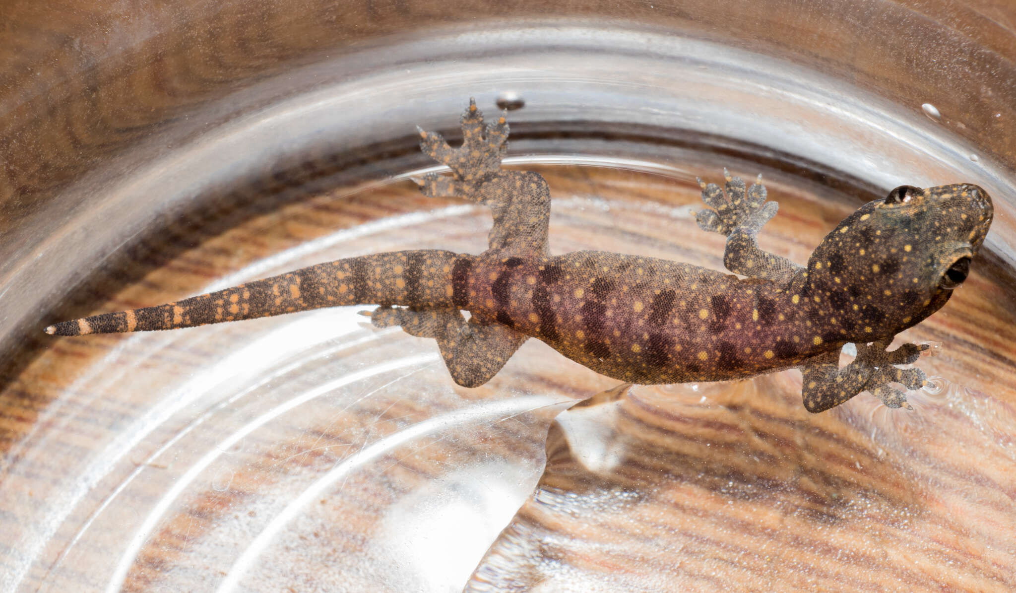 Gehyra mutilata (Wiegmann 1834) resmi