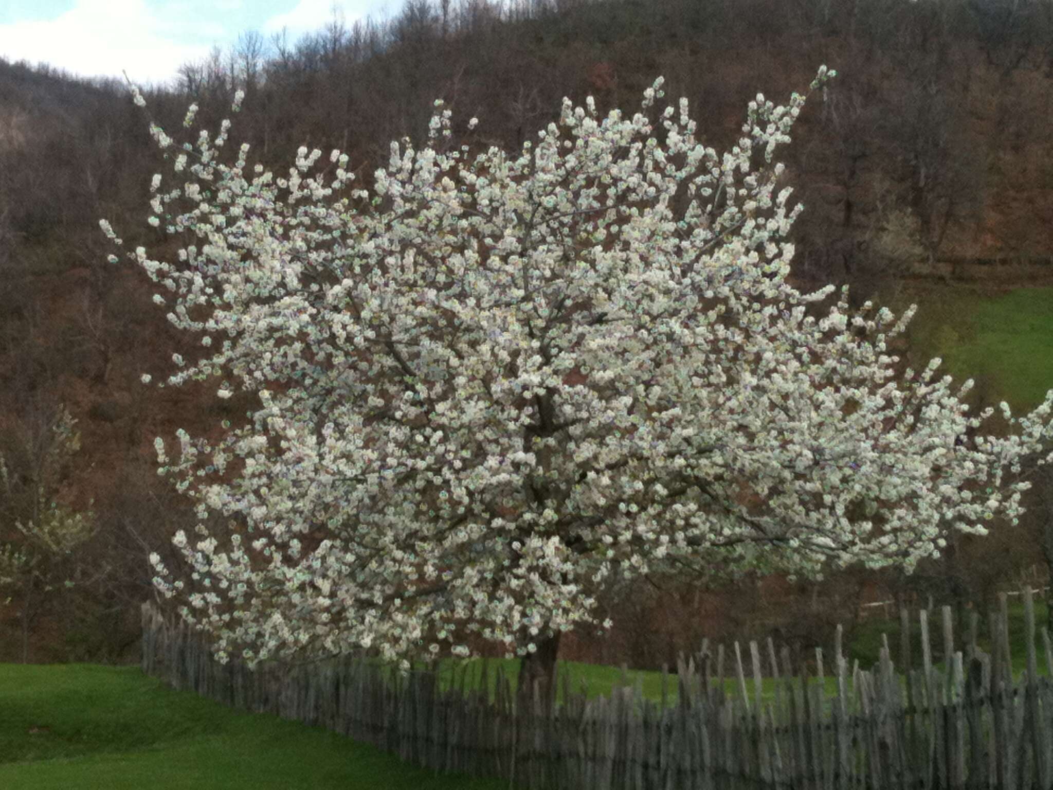 Image of gean, wild cherry