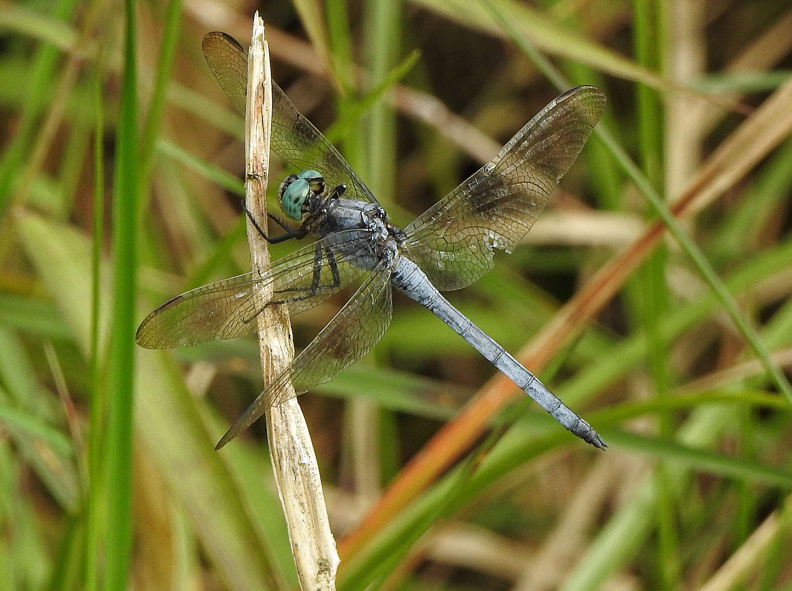 Image of Orthetrum luzonicum (Brauer 1868)