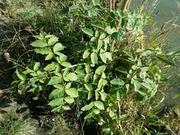 Image of wild angelica