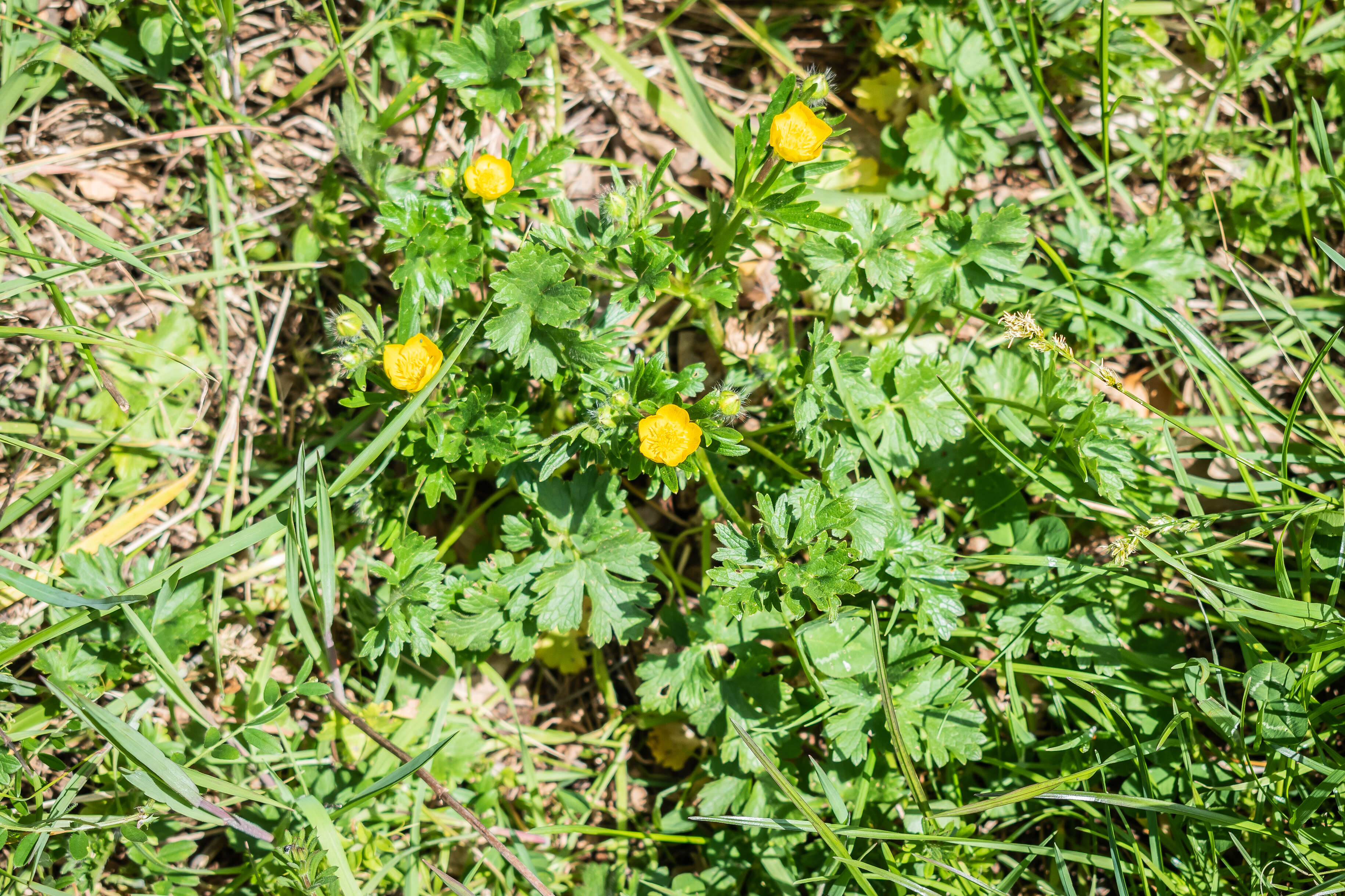 Ranunculus bulbosus L.的圖片