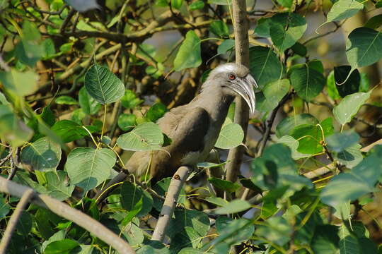 Image of Indian Grey Hornbill