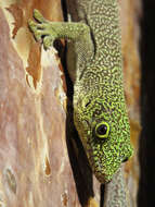 Image of Standing's Day Gecko