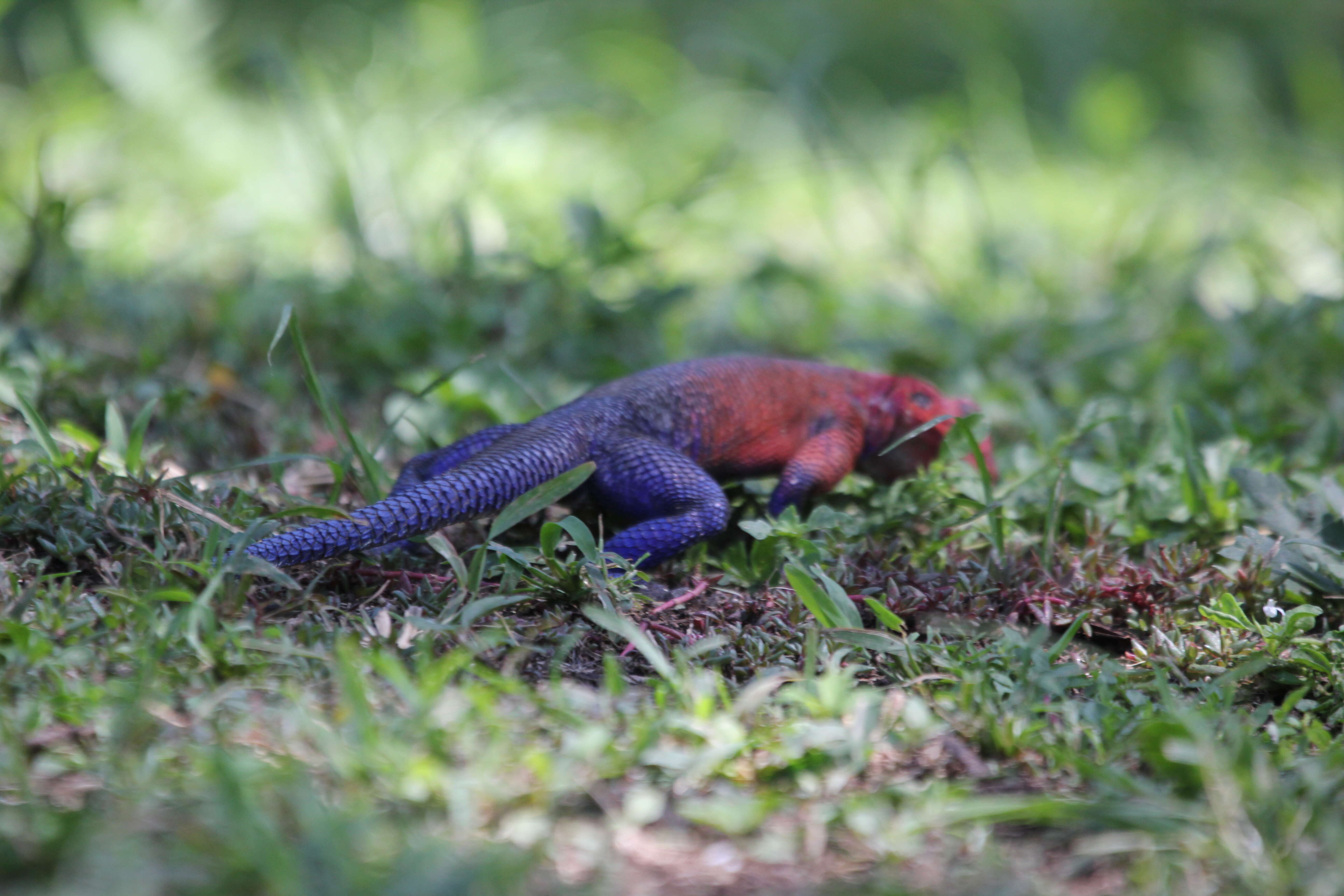 Image of Mwanza Flat-headed Rock Agama