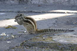 Image of Indian palm squirrel