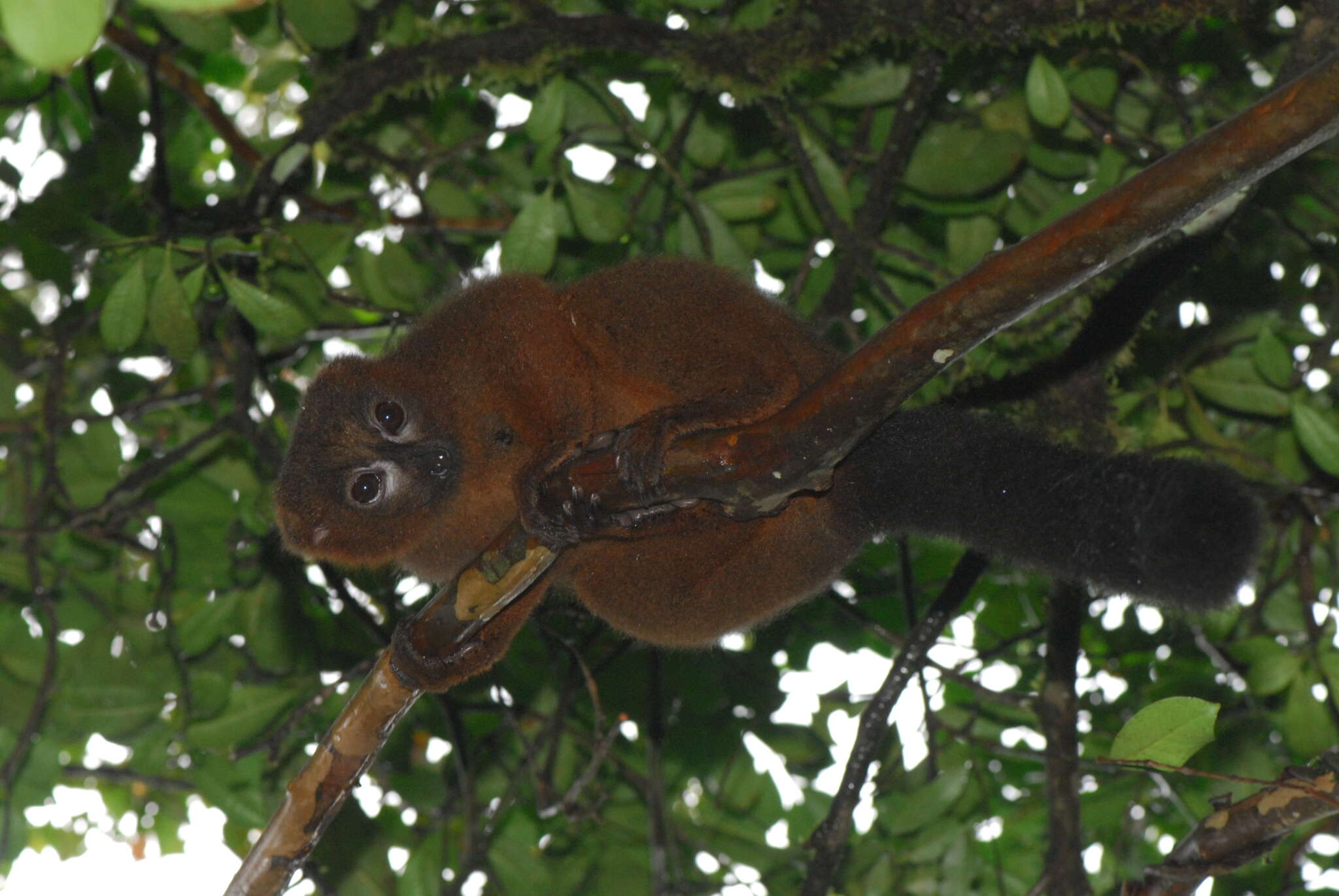 Image of Red-bellied Lemur