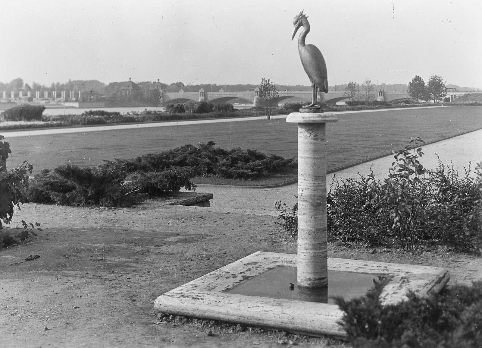 Image of Black Shag