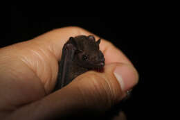 Image of Gray Long-tongued Bat