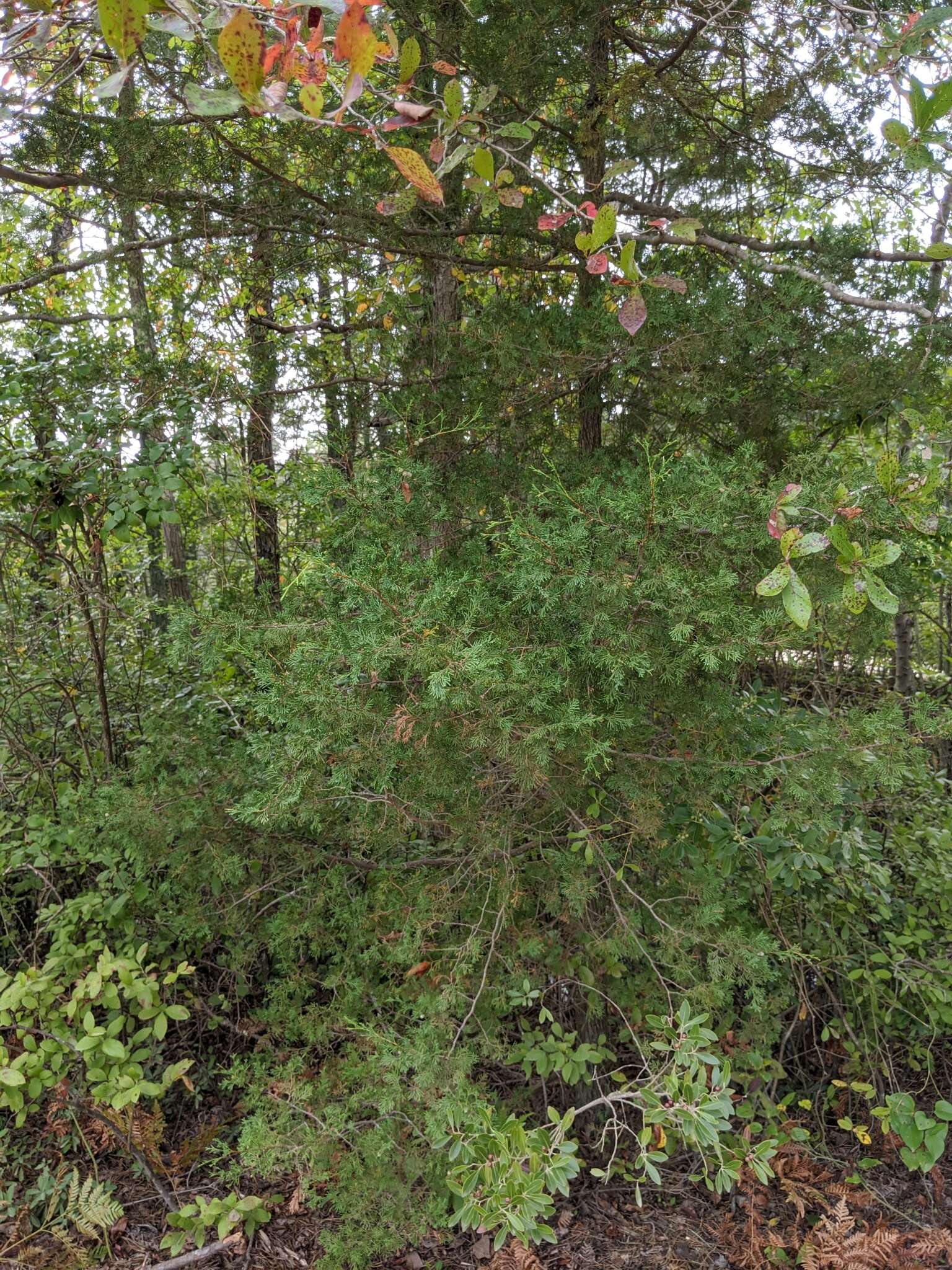 Image of Atlantic White Cedar