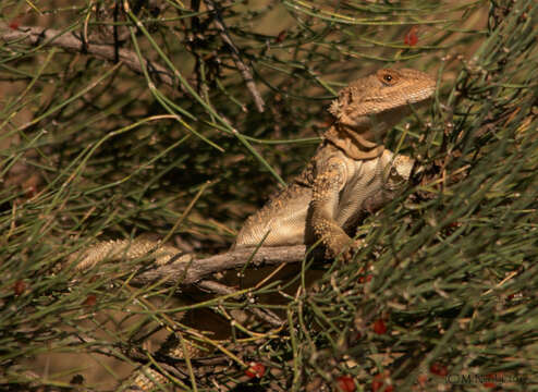 Image of Paralaudakia caucasia (Eichwald 1831)