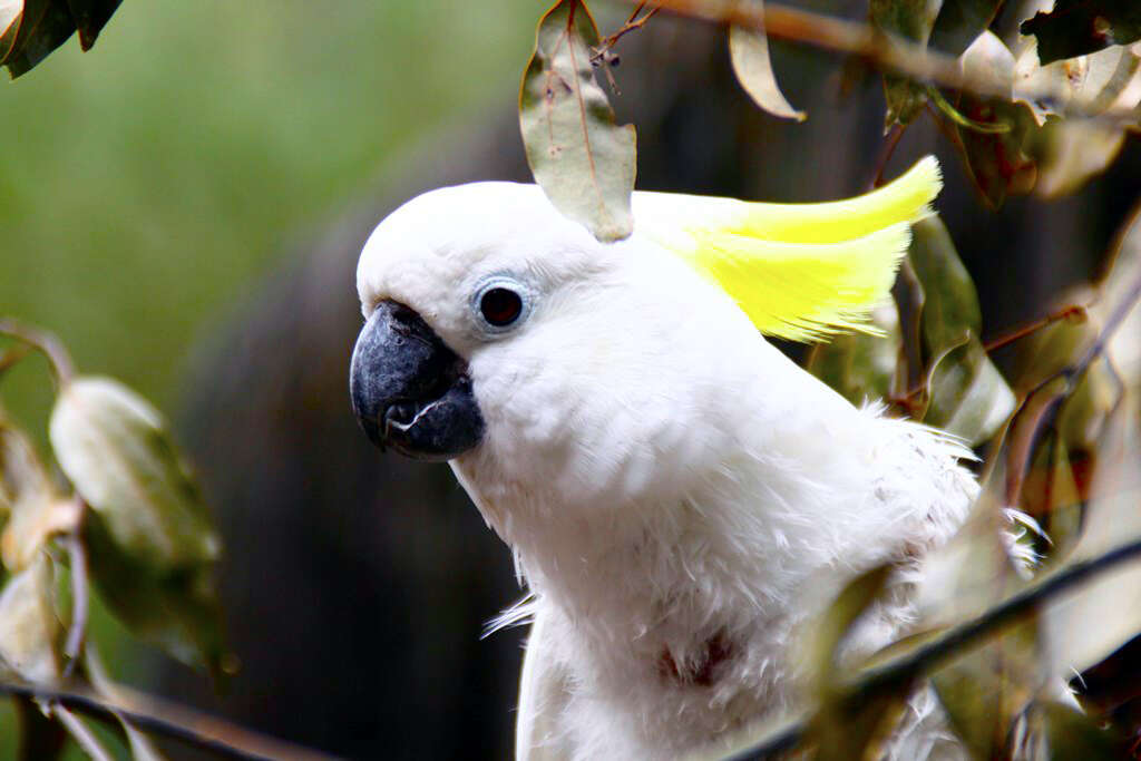 Image of Sulphur-crested Cockatoo