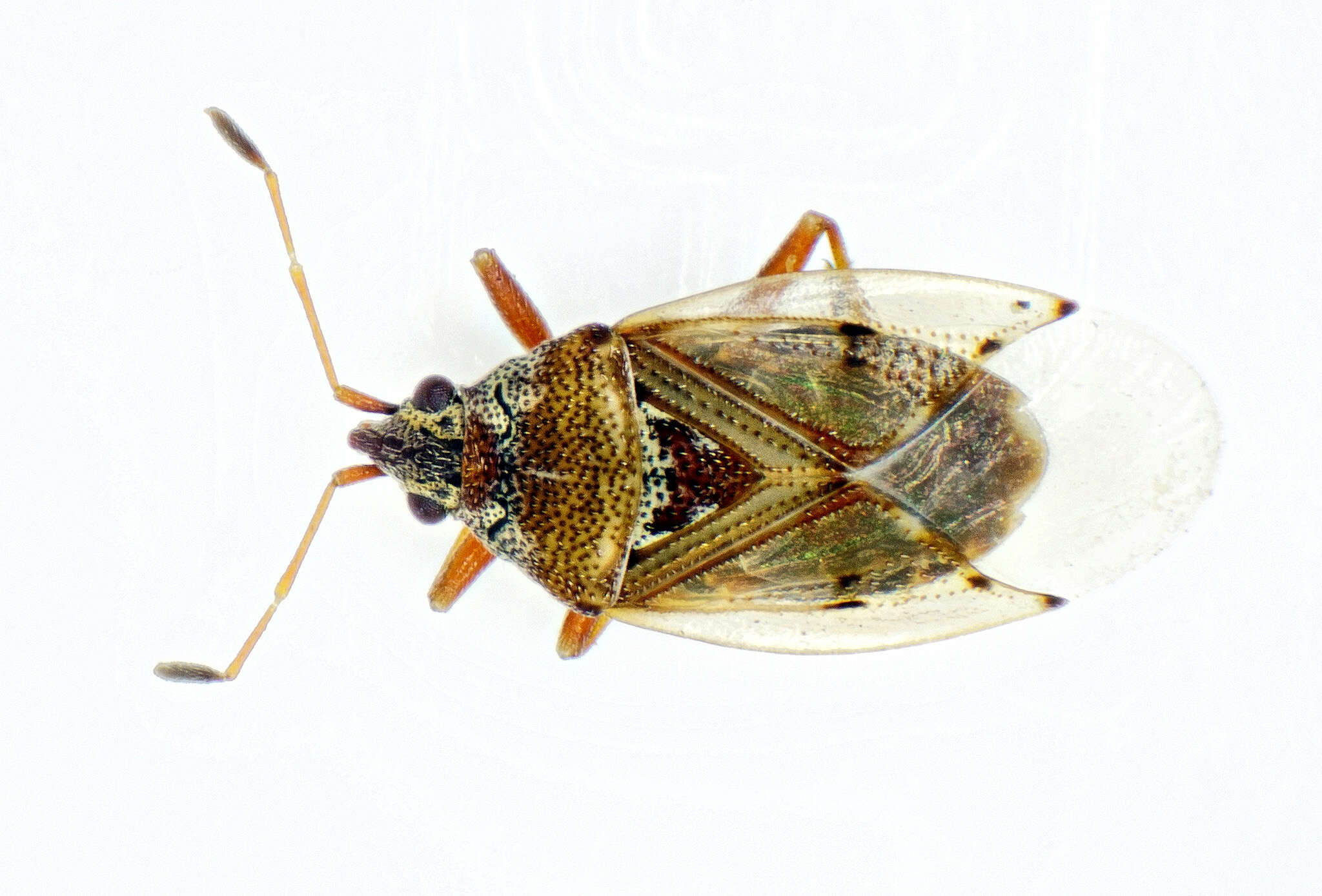 Image of Birch Catkin Bug