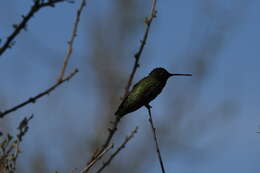 Image of Black-chinned Hummingbird