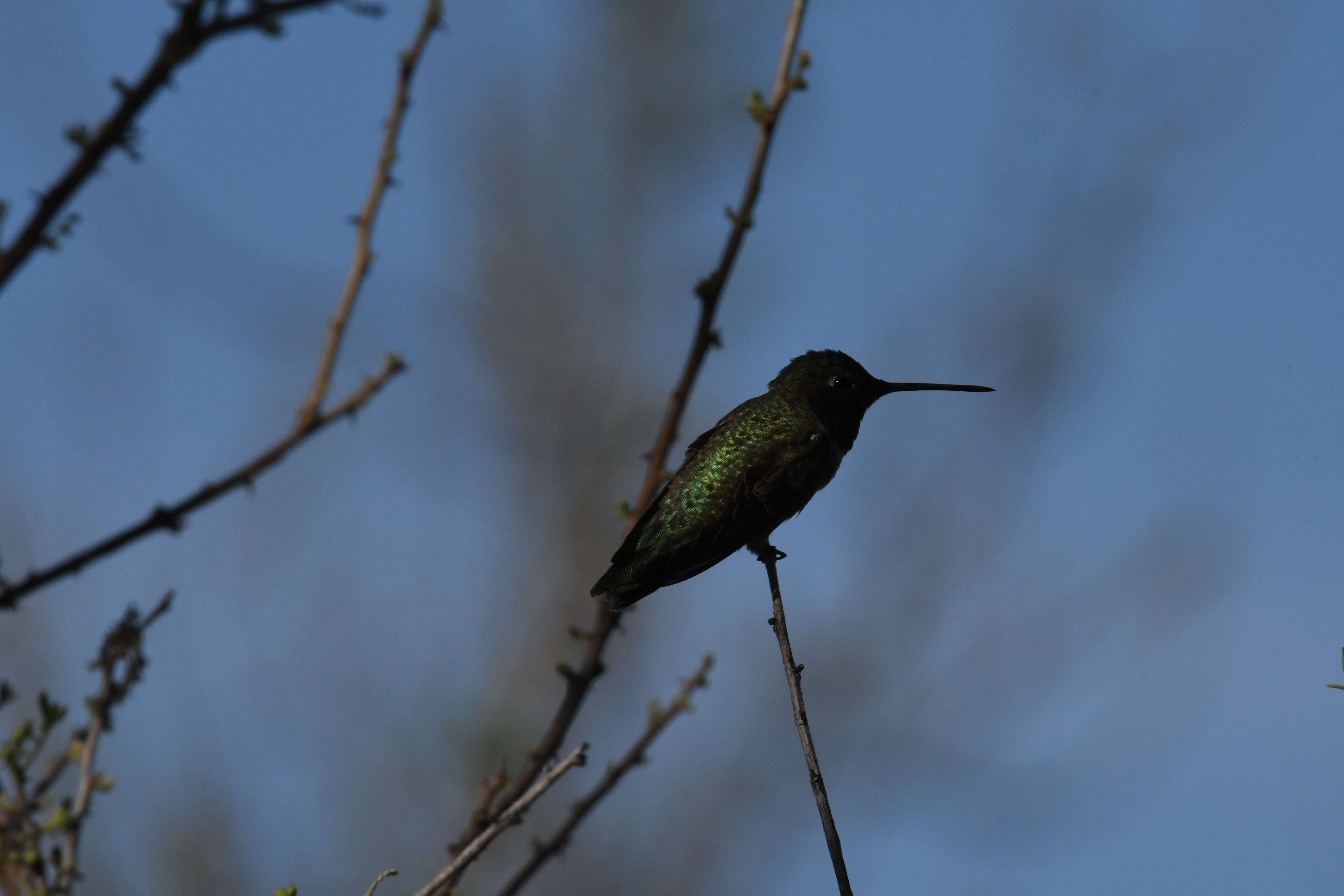 Image of Black-chinned Hummingbird