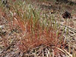 Image of early hair-grass