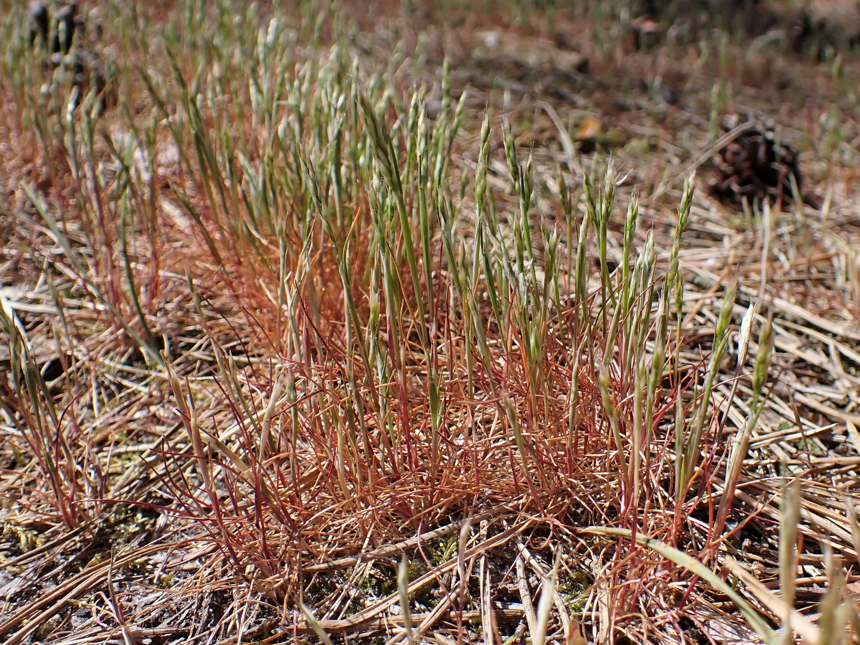 Image of early hair-grass