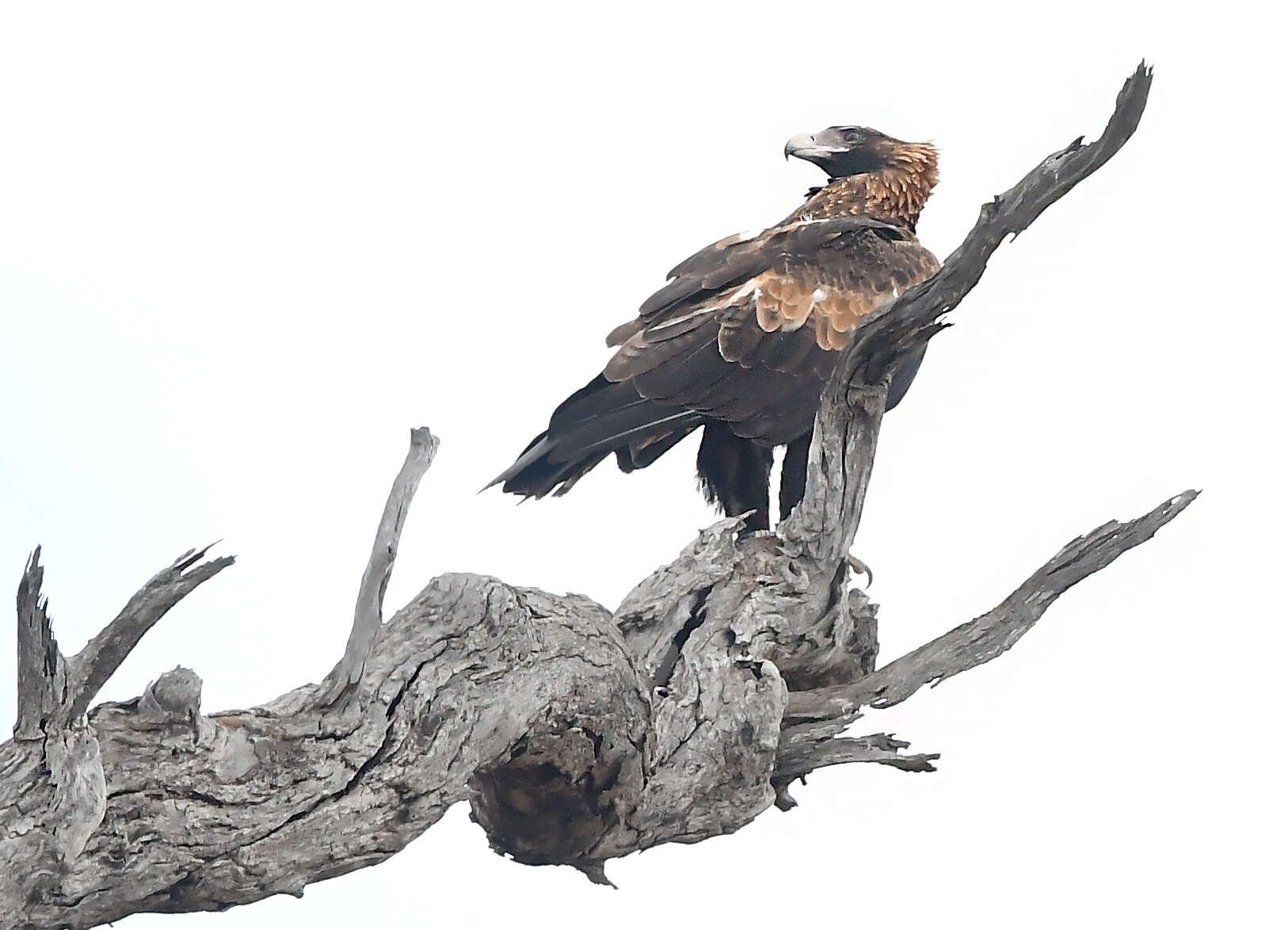 Image of Wedge-tailed Eagle