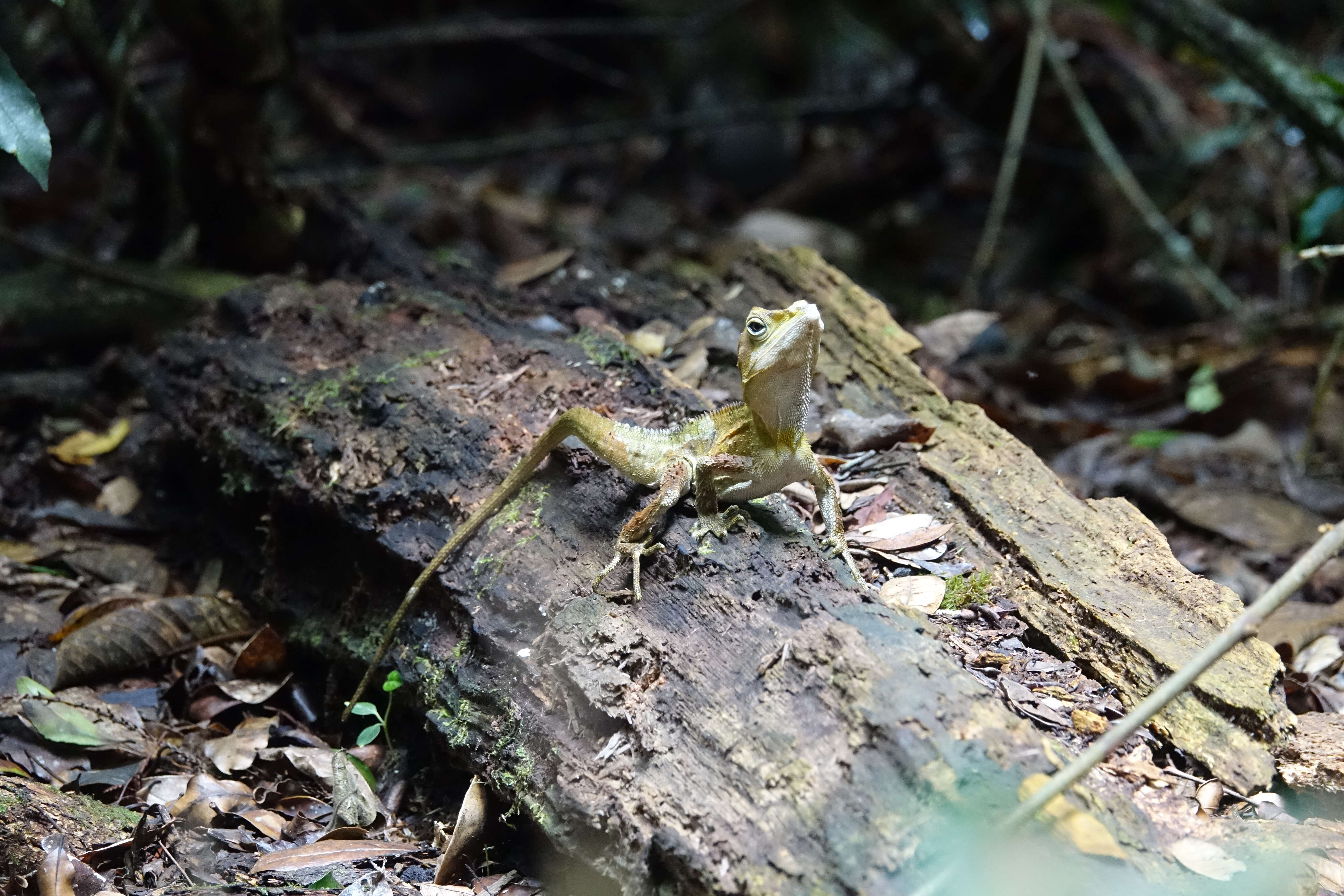 Plancia ëd <i>Hypsilurus boydii</i>