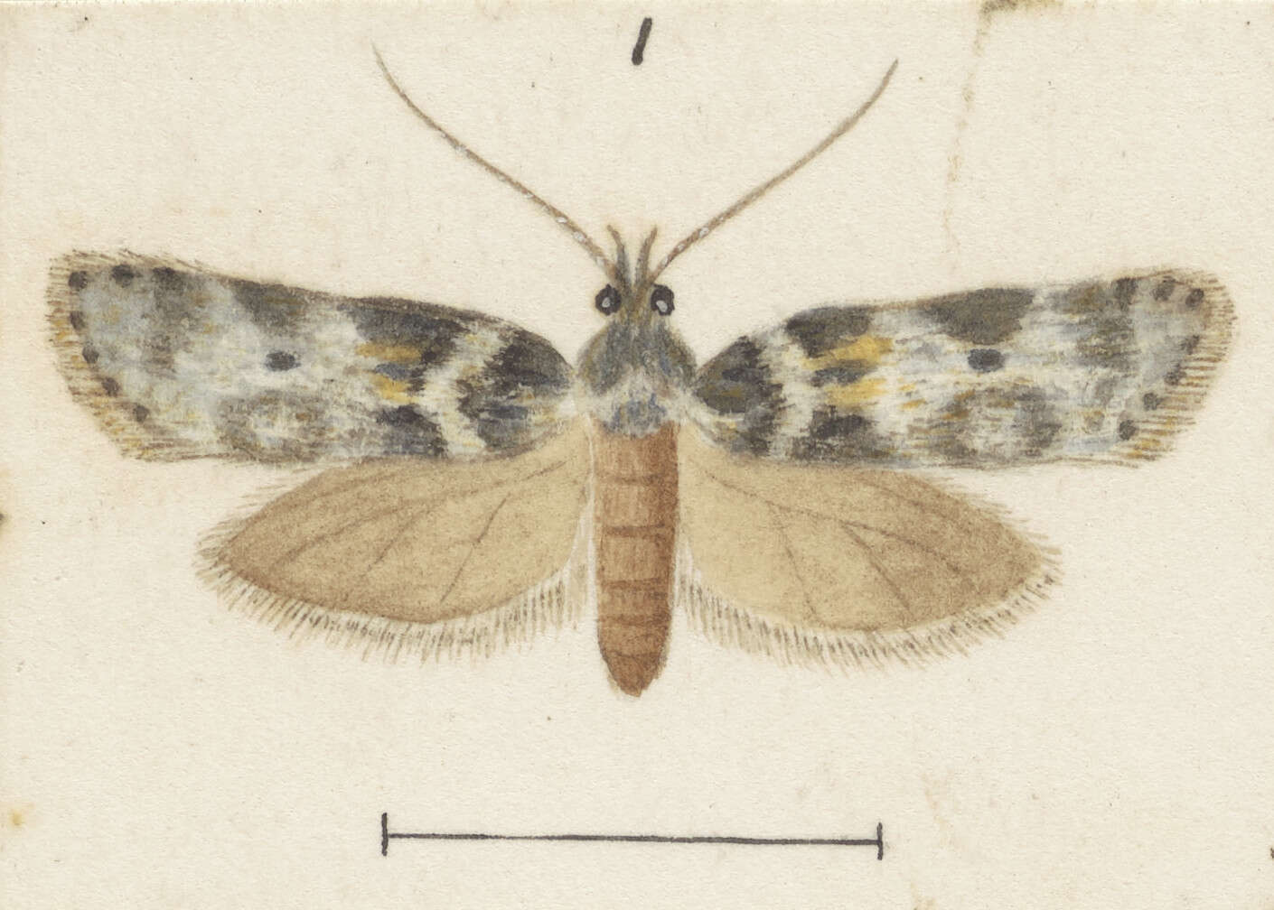 Image of Izatha convulsella Walker 1864