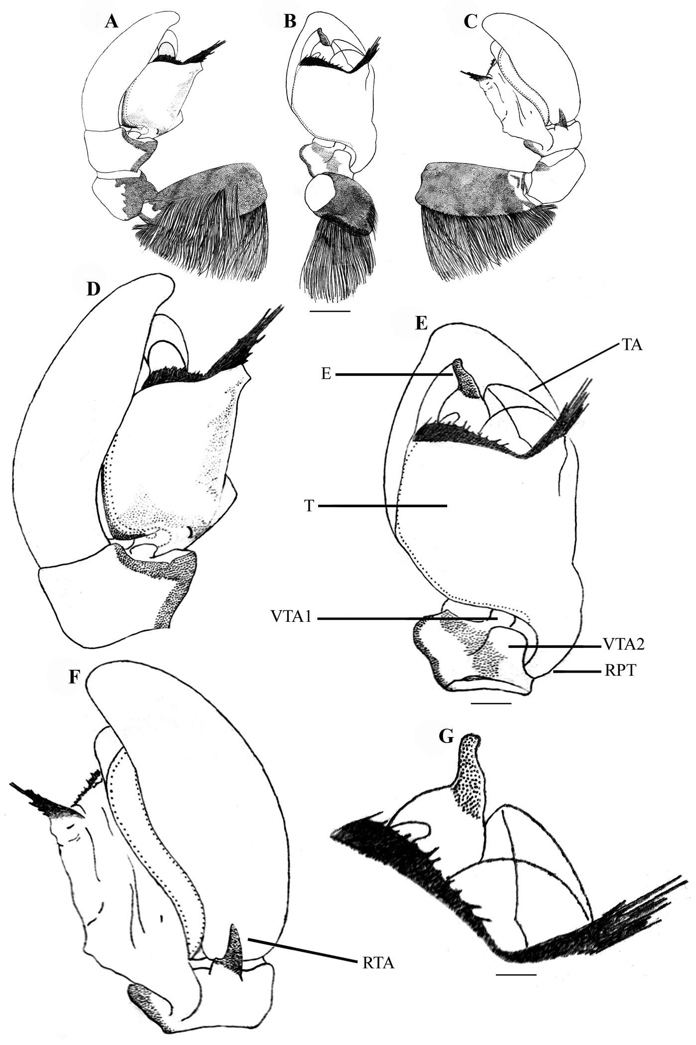 Image of Stenaelurillus lesserti Reimoser 1934