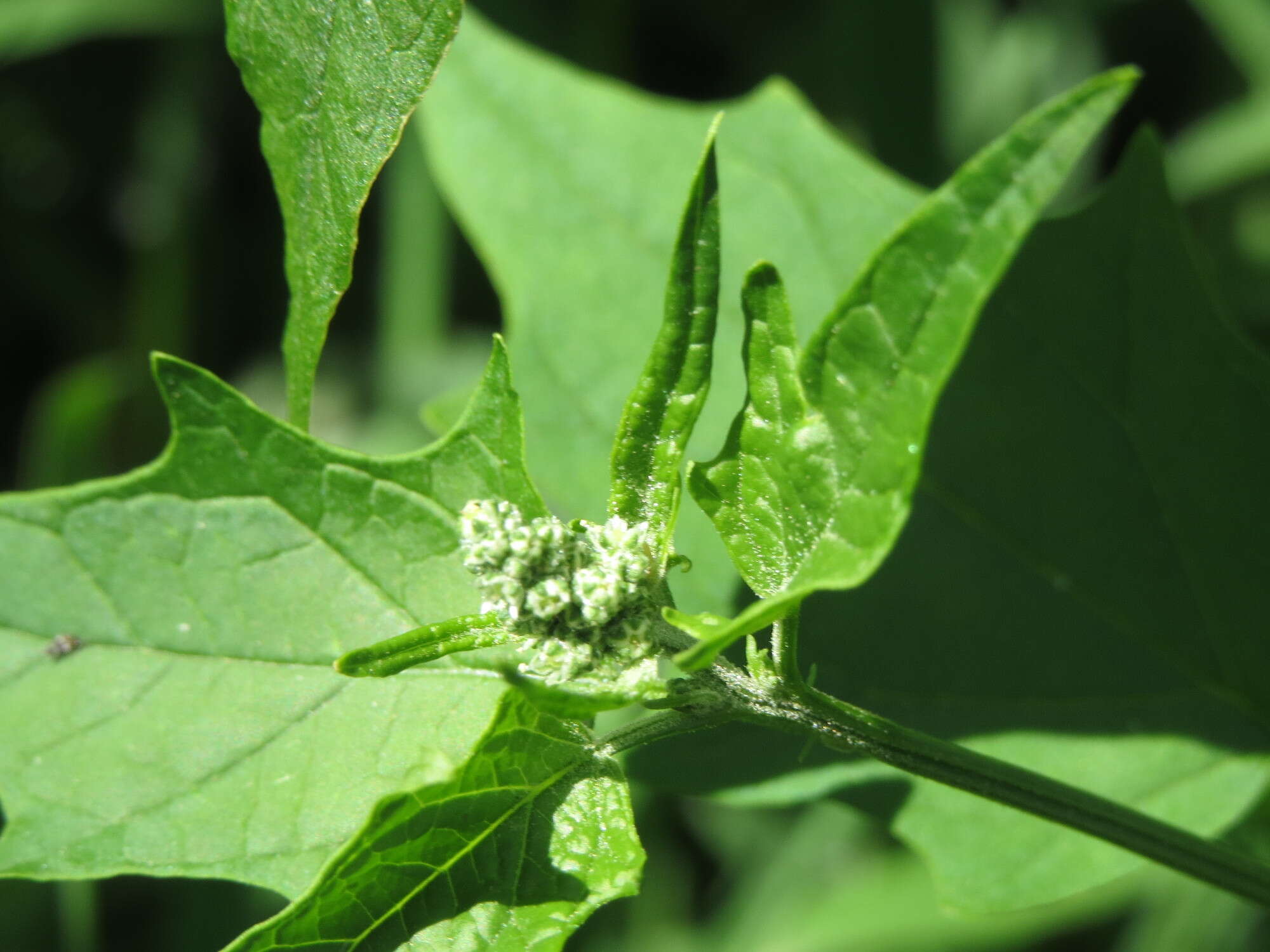 Image de Chenopodiastrum hybridum (L.) S. Fuentes, Uotila & Borsch