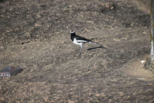 Image of White-browed Wagtail