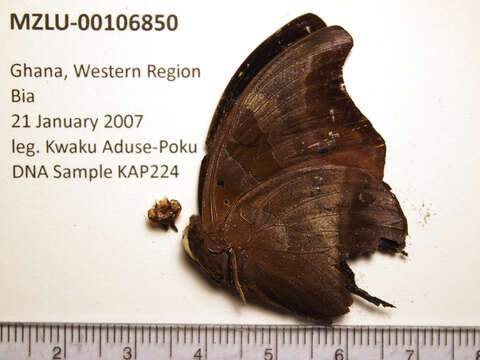 Charaxes lycurgus的圖片