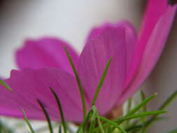 Image of garden cosmos