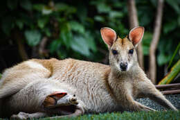 Image of Agile Wallaby