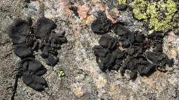 Image of navel lichen