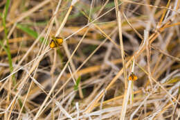 Image de Copaeodes minima Edwards 1870