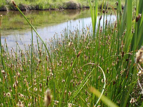 Image of Common Spike-rush