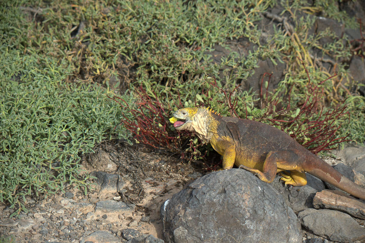 Image of Galapagos Land Iguana