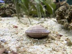 Image of quahog