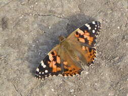 Image of Vanessa cardui