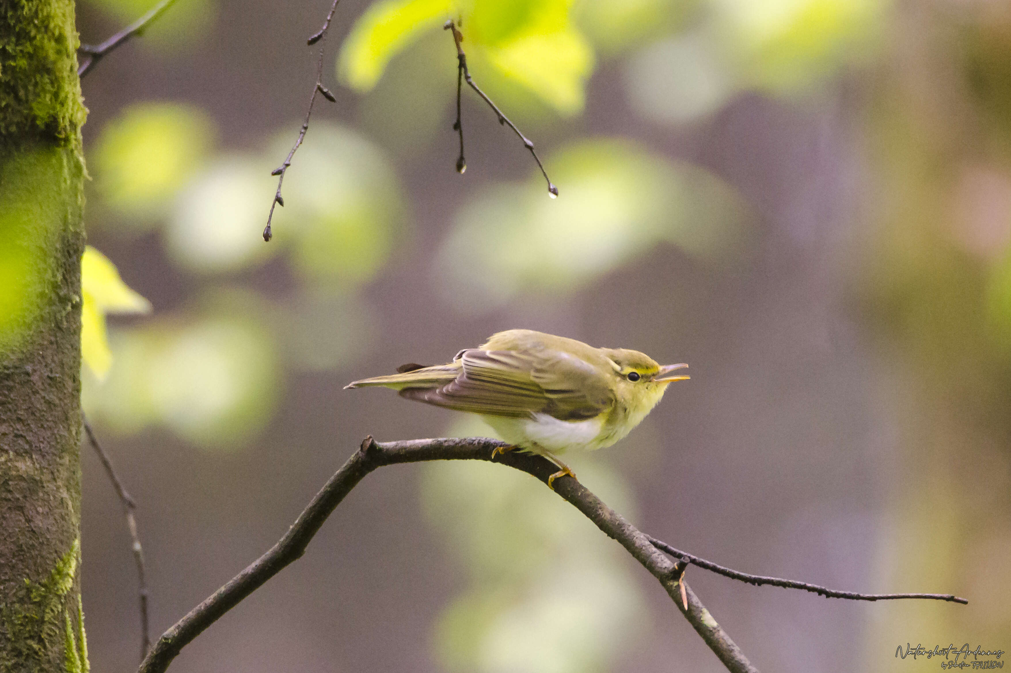 Image of Wood Warbler