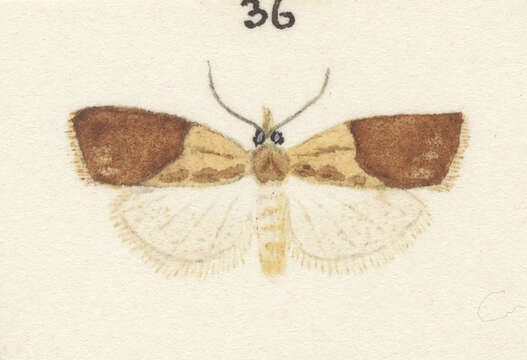 Image of Light brown apple moth