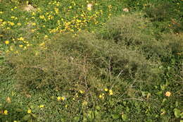 Image of Asparagus aphyllus L.