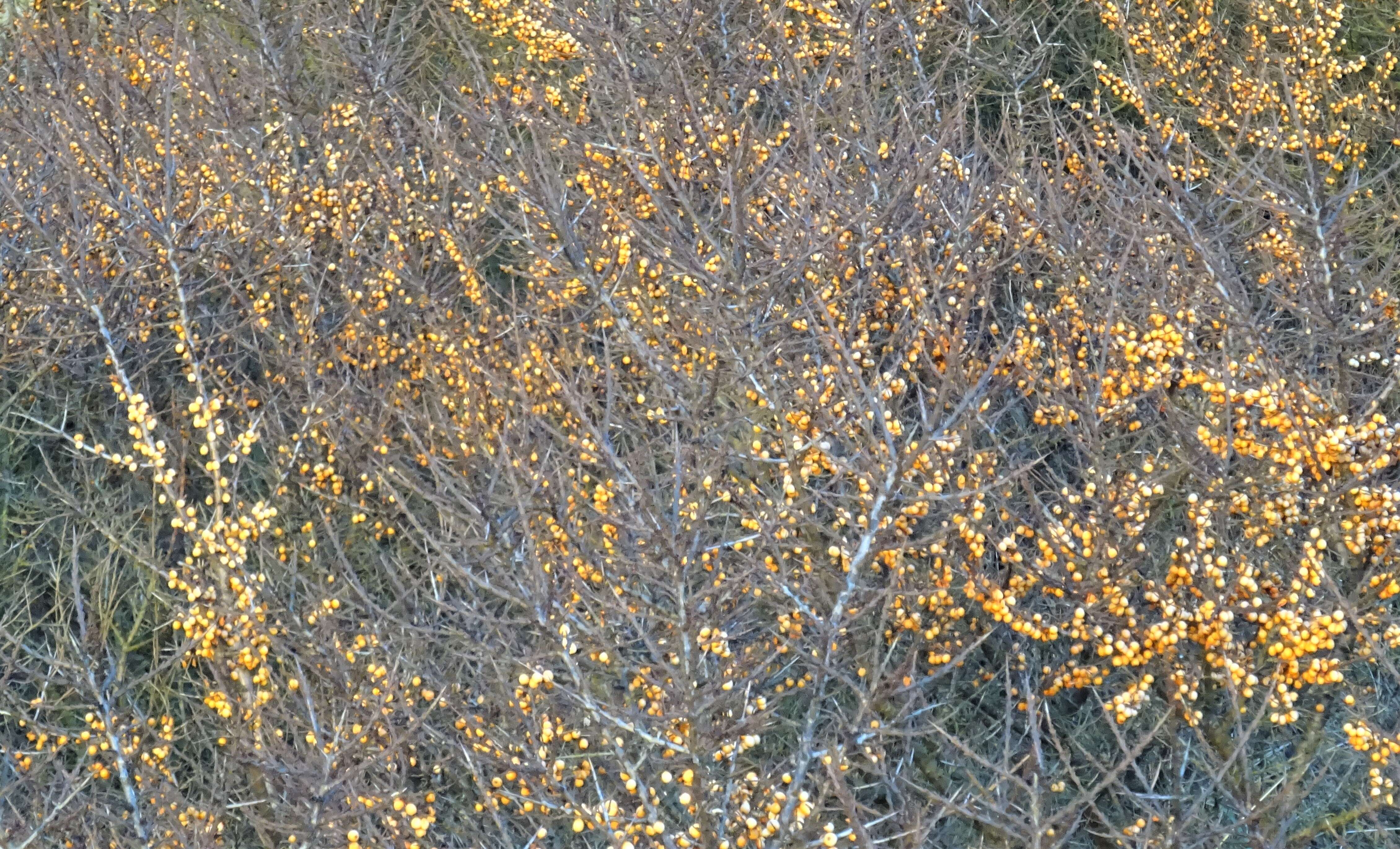 Imagem de Hippophae rhamnoides L.