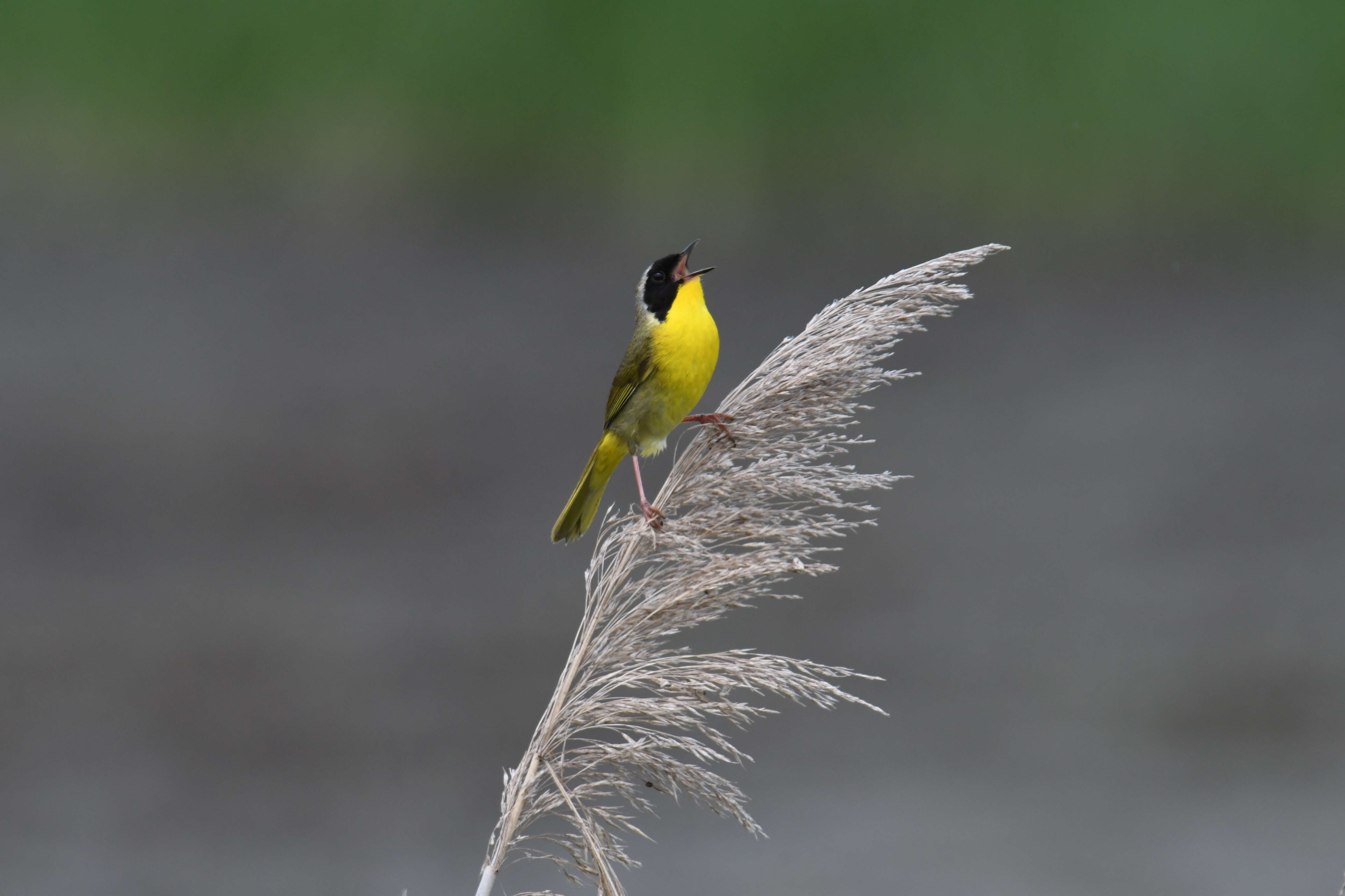 Geothlypis trichas (Linnaeus 1766) resmi